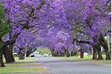 Trees That Have Purple Flowers In Spring Pictures