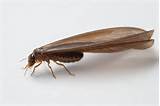 Photos of Bug Termite And Pest Control