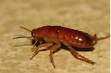 Photos of Water Bug Vs Cockroach