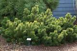 Pictures of Small Trees For Landscaping