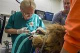 Colorado State University Veterinary Hospital Photos