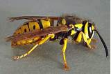 Images of Ground Wasp Exterminator