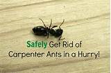 How Do You Get Rid Of Carpenter Ants Photos