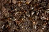 Pictures of Higher Termites