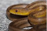 Photos of Yellow Rat Snake