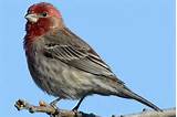 Photos of House Finch Interesting Facts