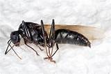 Male Carpenter Ants Pictures