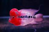Pictures of Flower Horn Fish