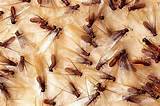 Photos of Termite Swarmers Treatment