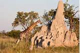 Images of African Termite Mounds