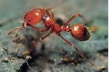 Photos of Fire Ants Us