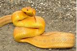 Images of Yellow Rat Snake