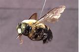 Images Of Carpenter Bees Images