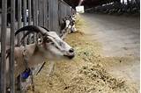 Photos of Goats Farms