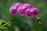 Images of Orchid Flower Names