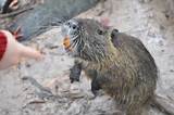 What Is A Nutria Rat Photos