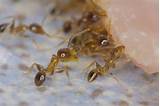 Types Of White Ants Photos