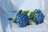 Blue Fresh Flowers Images