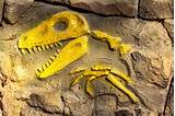 Fossils For Kids Pictures