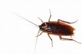 Photos of What Is A Flying Cockroach