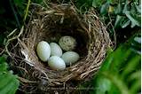 Pictures of Nest Of House Finch