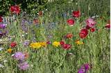 Photos of Beautiful Wild Flowers Images