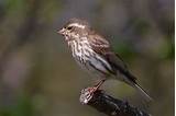 What Does A House Finch Look Like