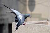 How To Control Pigeons Pest
