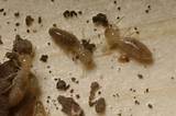 Photos of Termite Fumigation Orlando