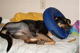 Dog Back Injury Recovery Time Pictures