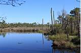 Pictures of Crystal River Preserve State Park
