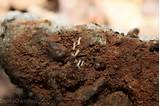 Pictures of Kills Termites