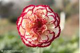 A Carnation Flower Images