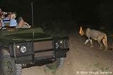 Pictures of Kruger National Park Night Drives