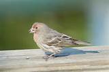 Photos of Juvenile Male House Finch