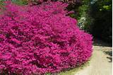 Bright Purple Flower Bush Pictures