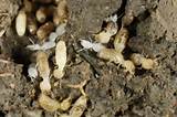 Photos of Ground Termites Vs Wood Termites