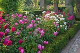 Rose Garden Landscape Photos
