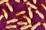 Agricultural Termites Images