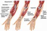 Forearm Muscle Exercise Photos