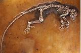 Photos of Oldest Dinosaur Fossil In Australia