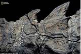 Photos of Alberta Dinosaur Fossil Found