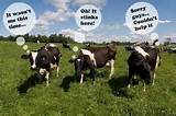 Pictures of Cows Methane Gas