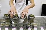 Medical Marijuana Jobs In Denver Pictures