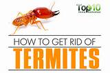 Pictures of Termites Get Rid Of