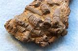 Photos of Crinoid Fossils