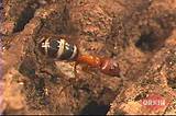 Natural Pesticide For Carpenter Ants