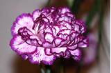 A Carnation Flower Photos