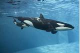 Seaworld San Diego Tickets And Hotel Package Pictures