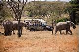 Photos of Kenya Safari Packages